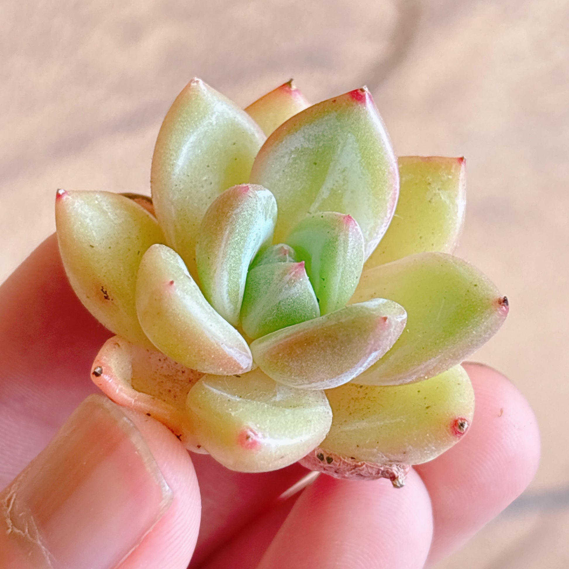 多肉植物