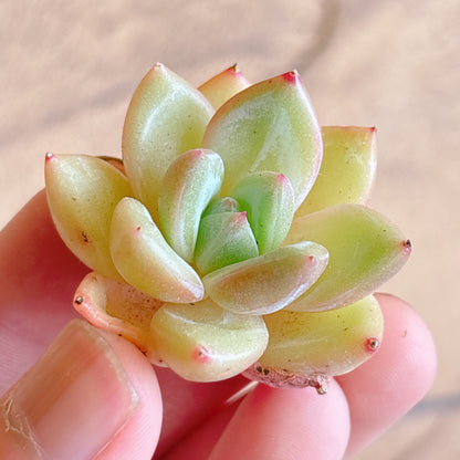 多肉植物