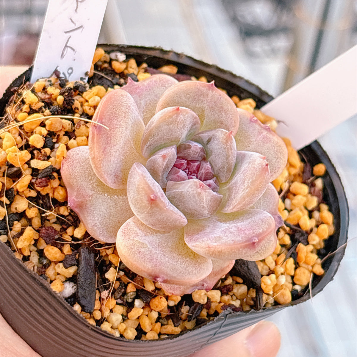 多肉植物