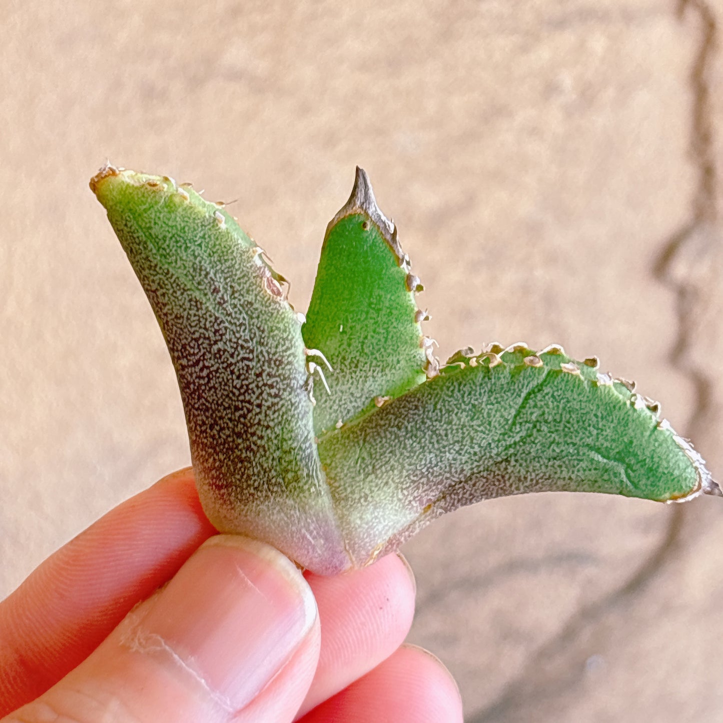 多肉植物