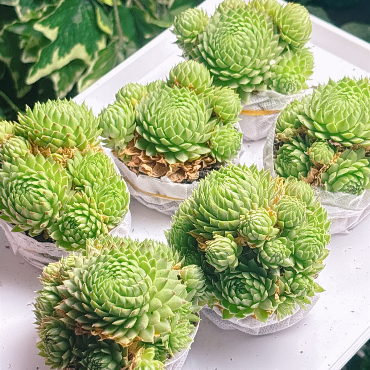 多肉植物
