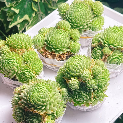 多肉植物