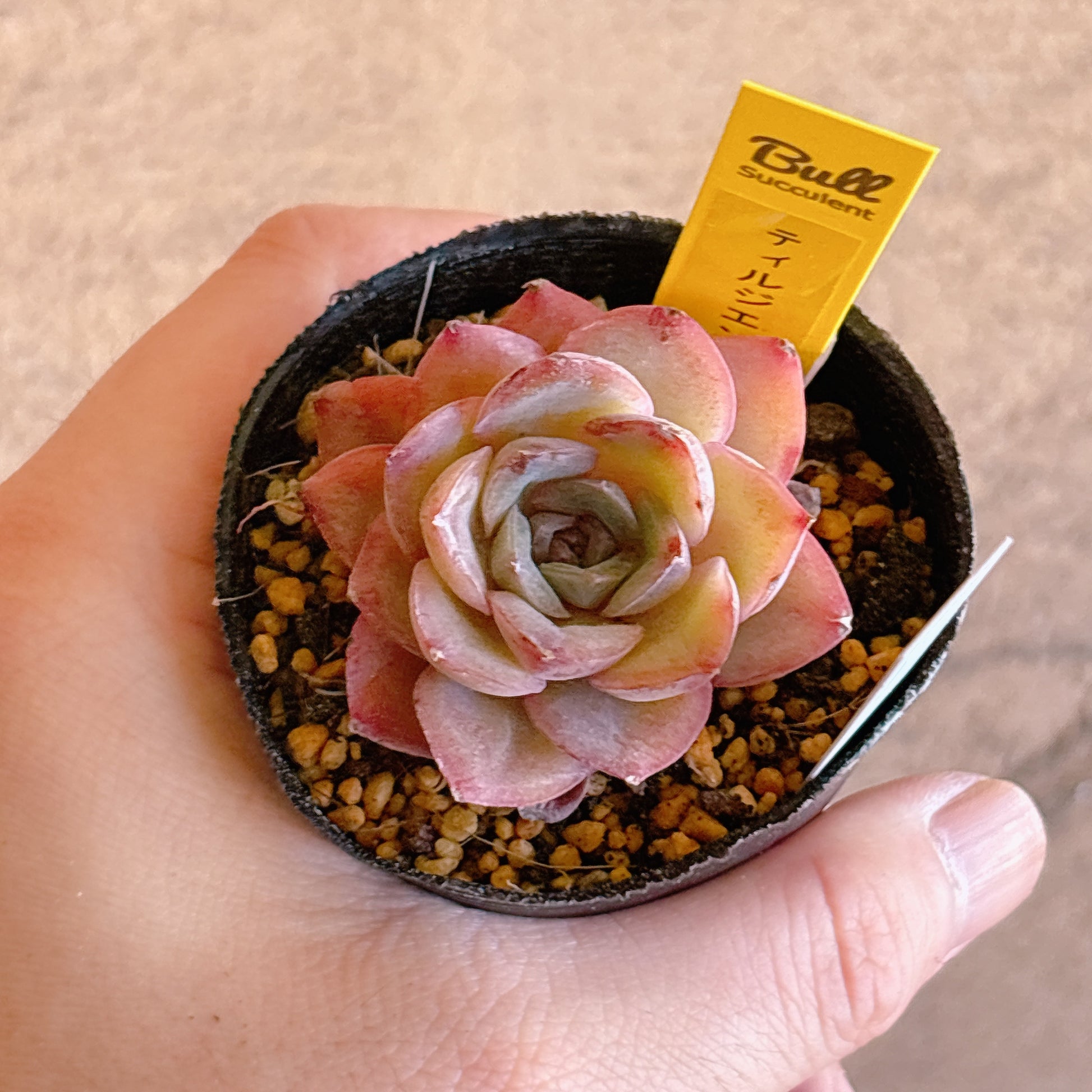 多肉植物