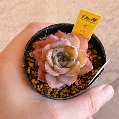 多肉植物