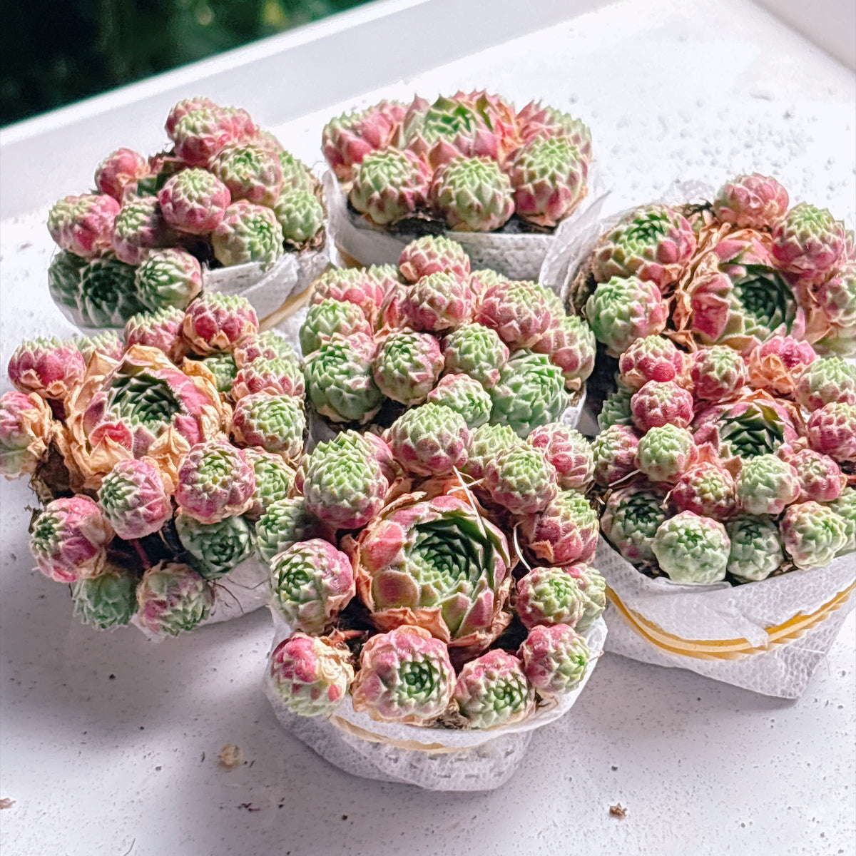 多肉植物