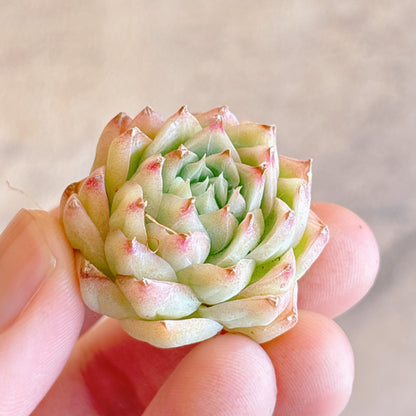 多肉植物