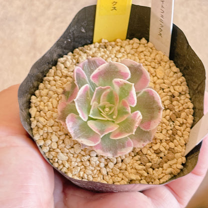 多肉植物