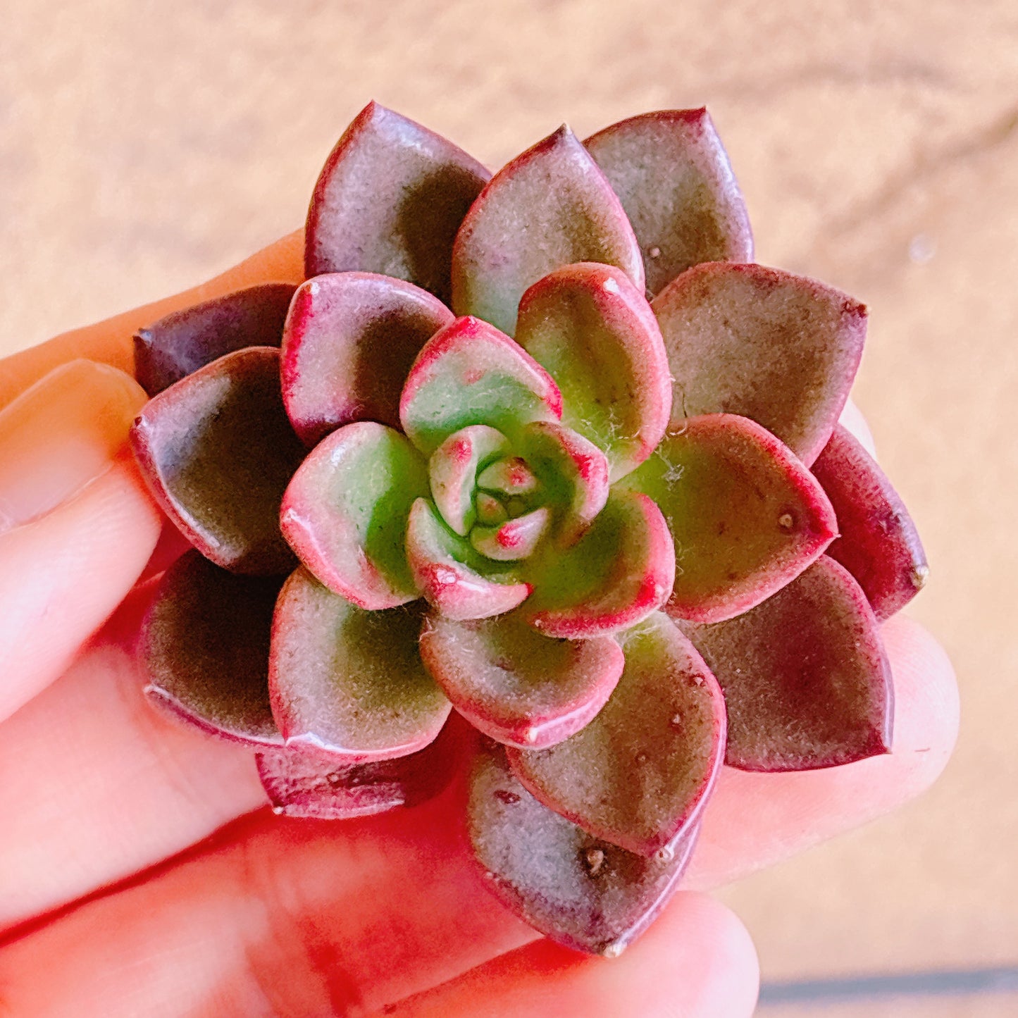 多肉植物