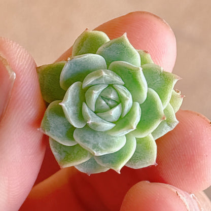 多肉植物