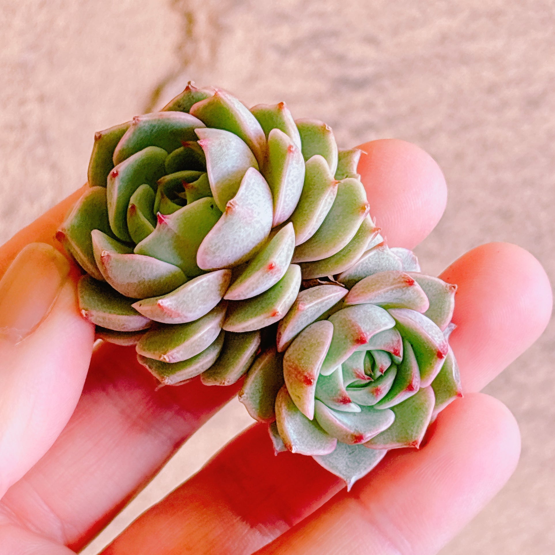 多肉植物