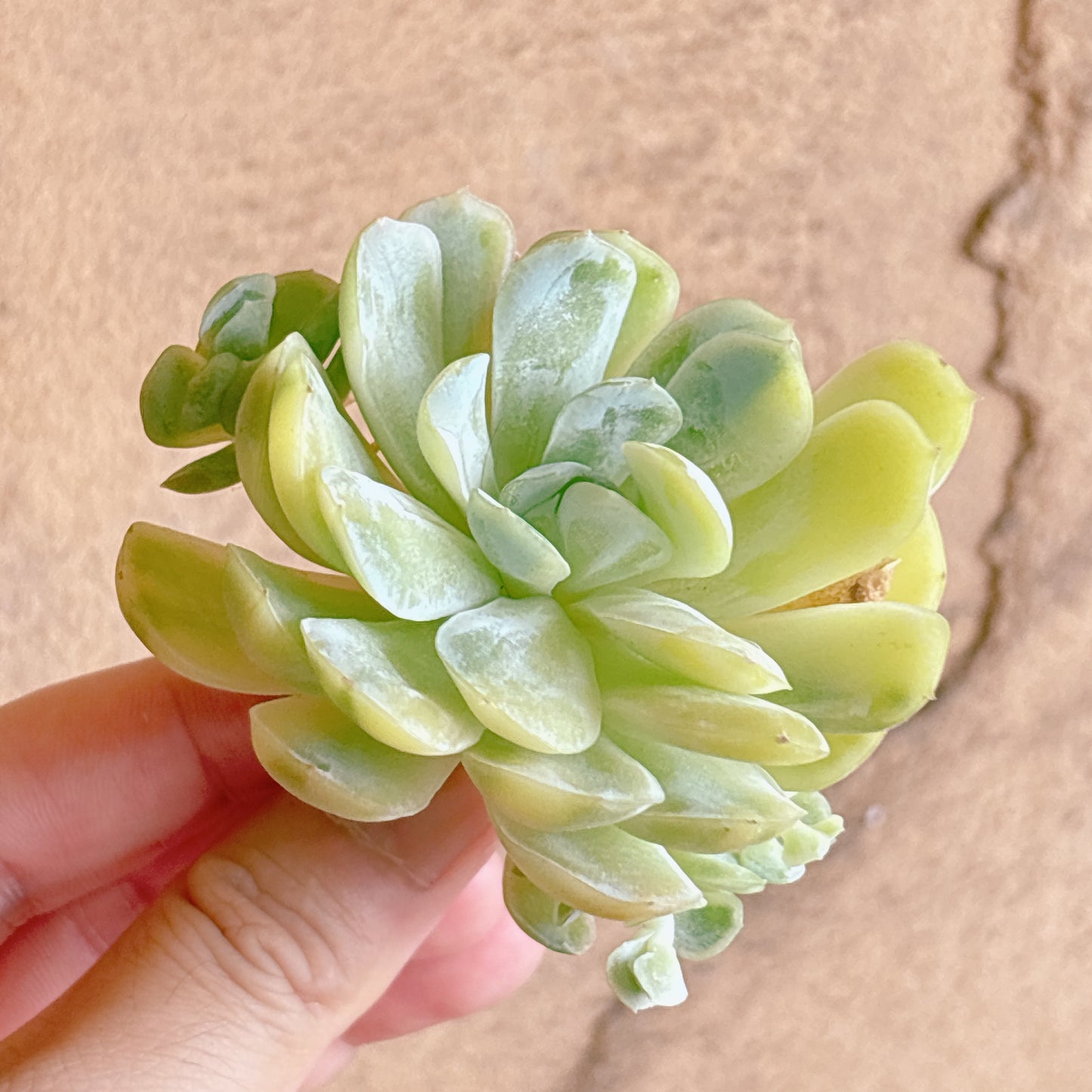 多肉植物