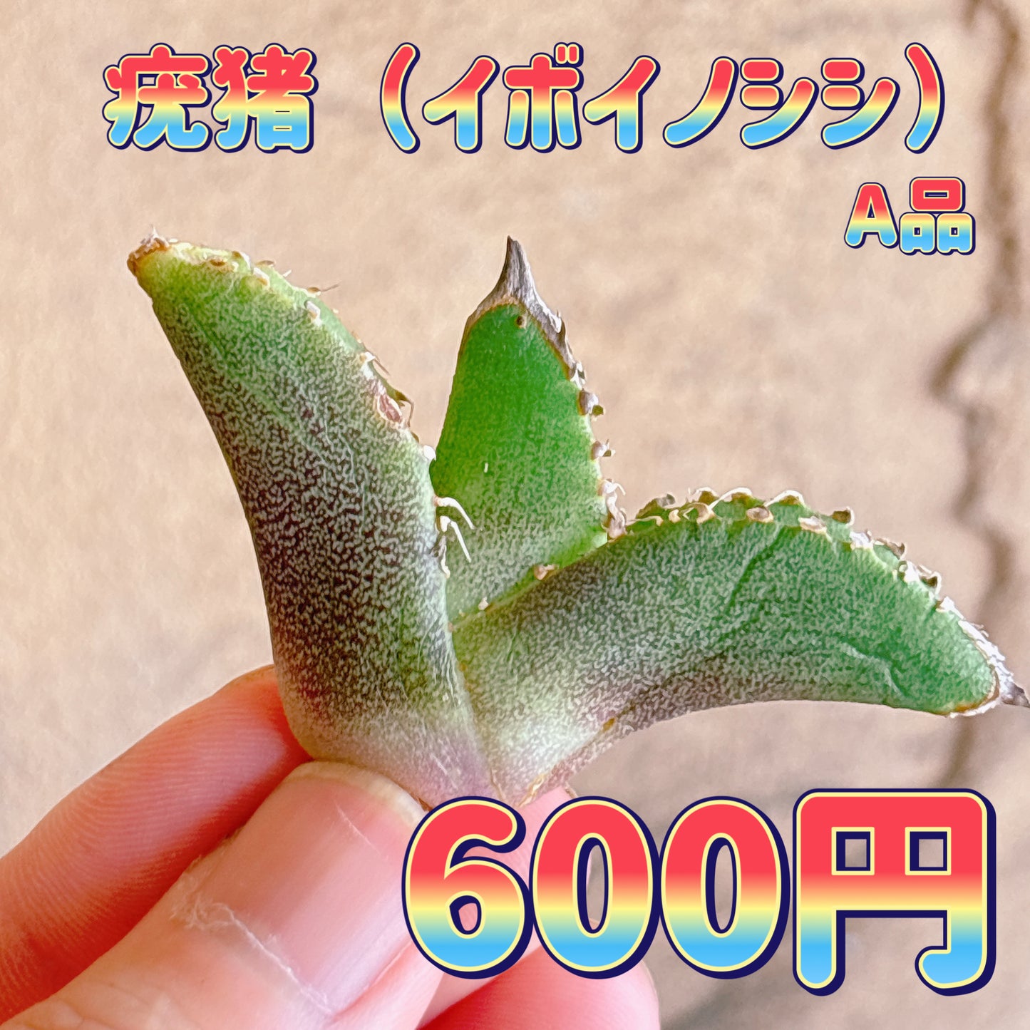 疣猪　A品　カット苗