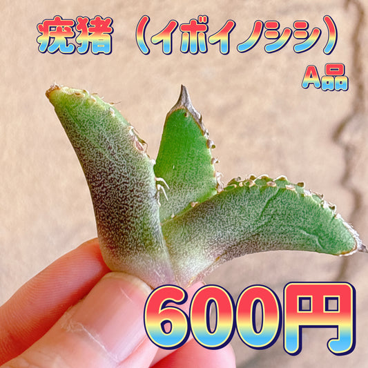 疣猪　A品　カット苗