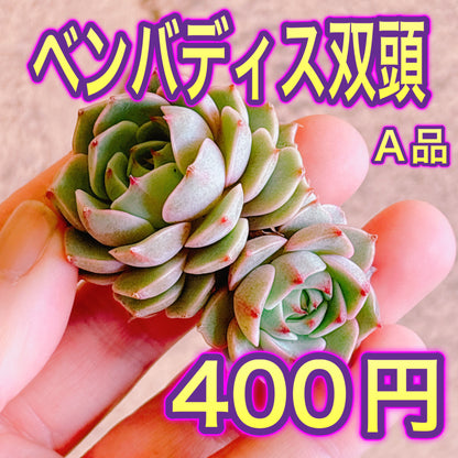 ベンバディス双頭　A品　カット苗