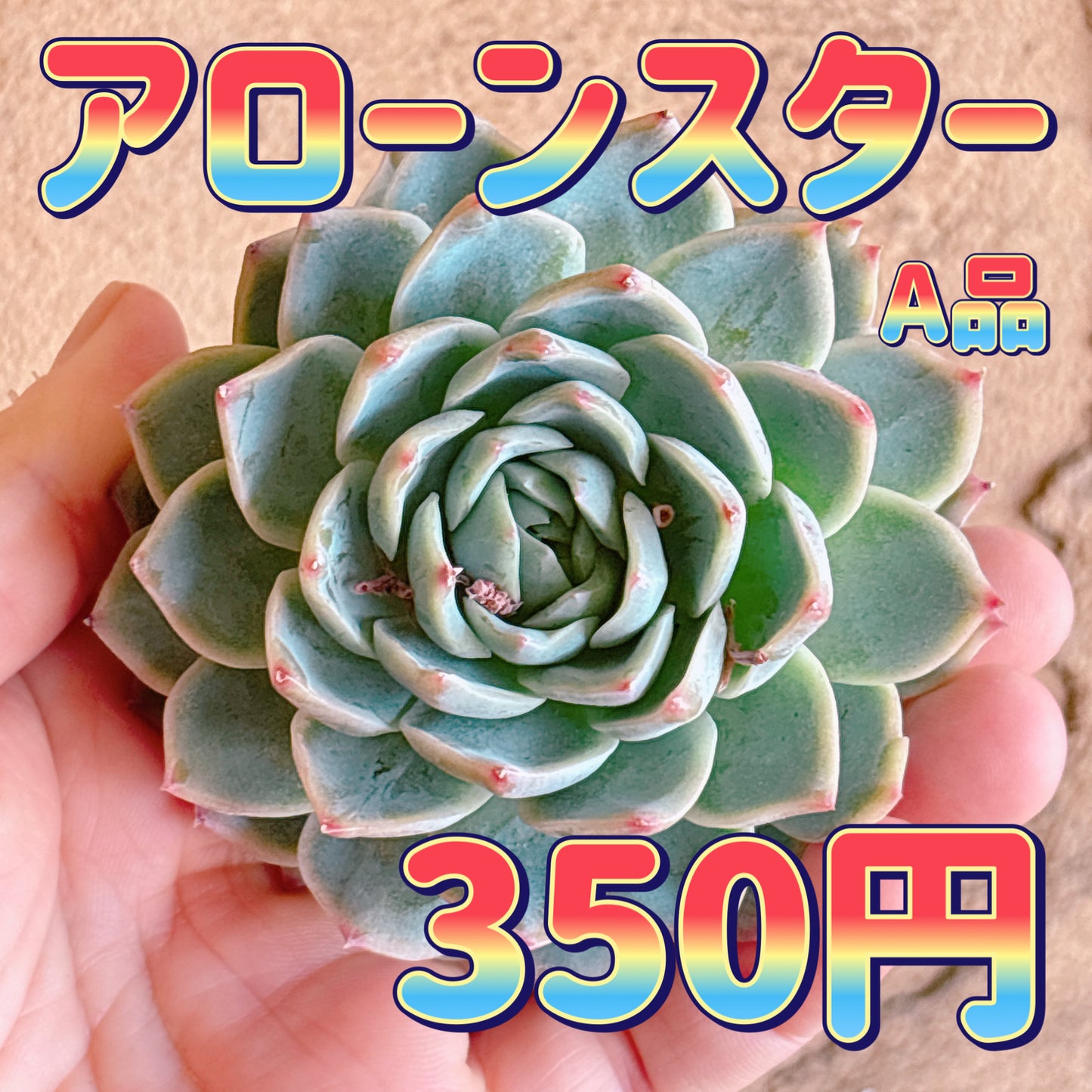 アローンスター　A品　カット苗