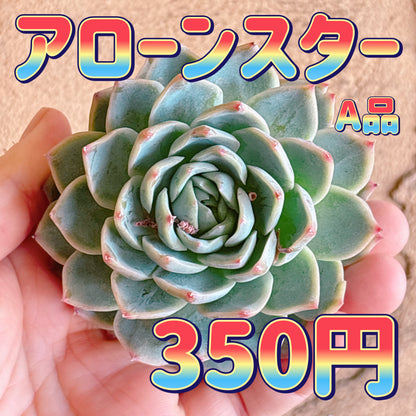 アローンスター　A品　カット苗