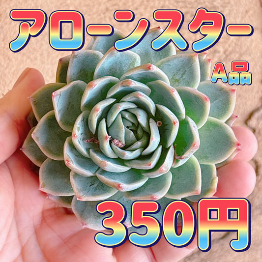 アローンスター　A品　カット苗