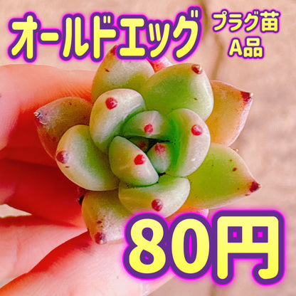 オールドエッグ　A品　プラグ苗