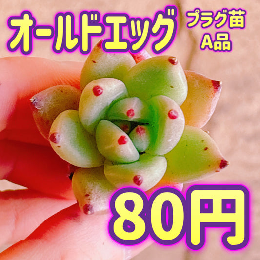 オールドエッグ　A品　プラグ苗