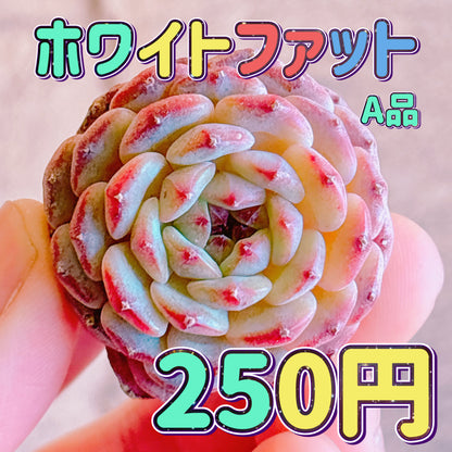 ホワイトファット　A品　カット苗
