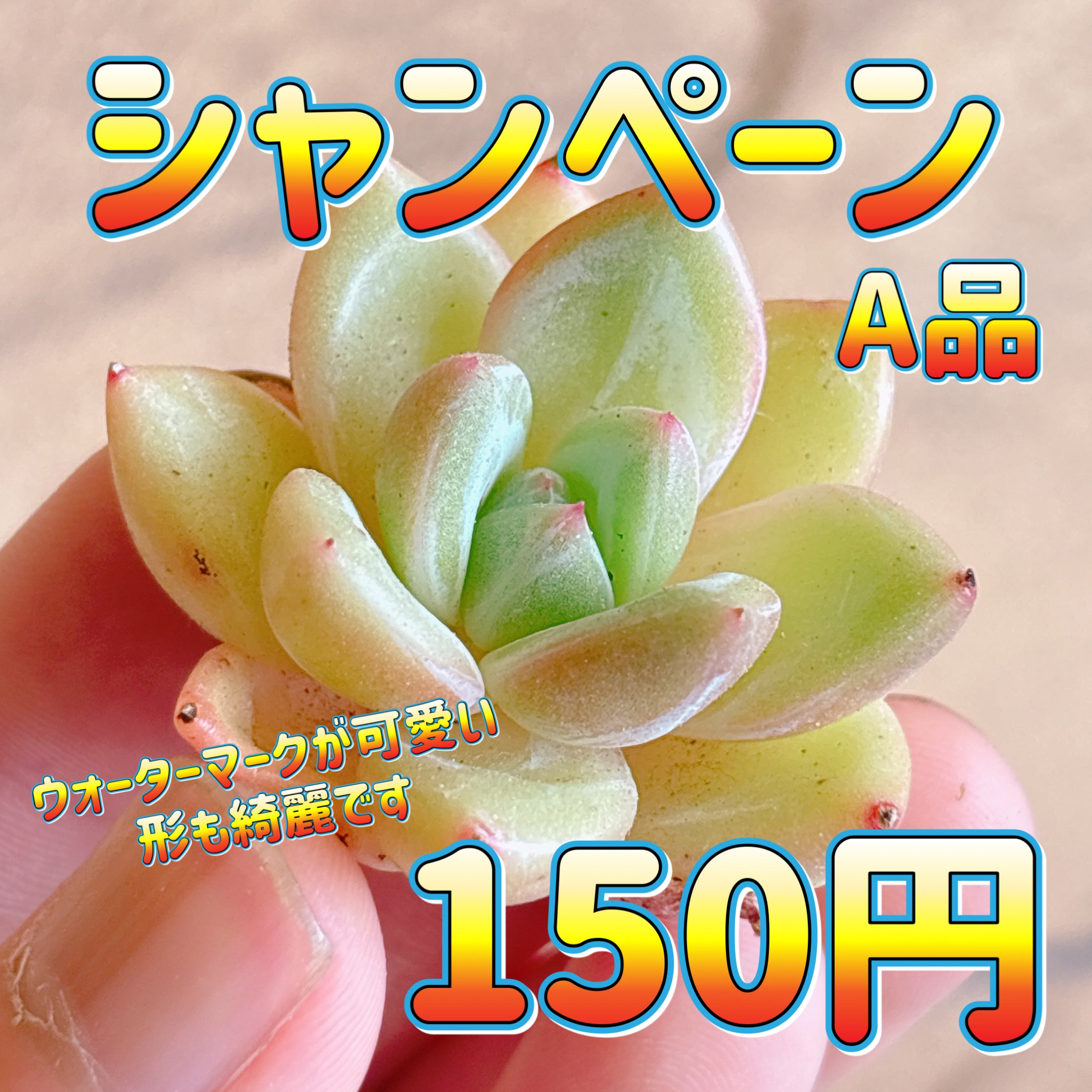 多肉植物の販売・通販サイト | Bull Succulent(ブルサキュレント)