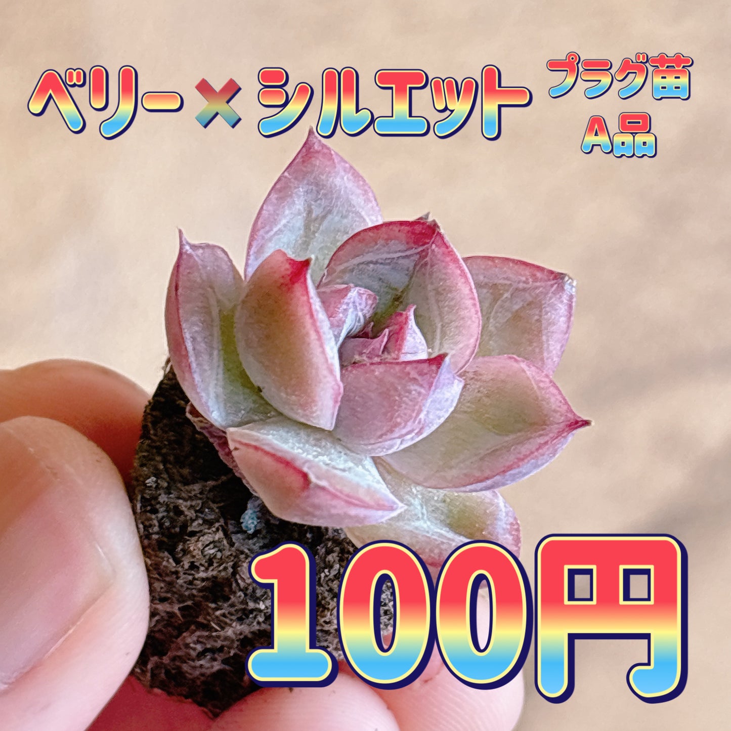ベリー×シルエット　A品　プラグ苗