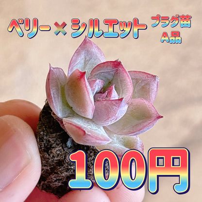 ベリー×シルエット　A品　プラグ苗