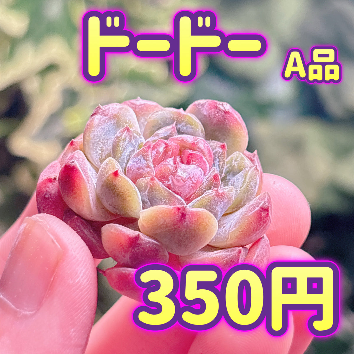 ドードー　A品　カット苗