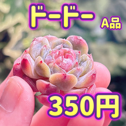ドードー　A品　カット苗