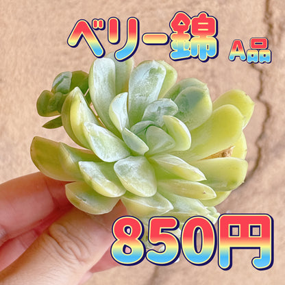 ベリー錦　A品　カット苗