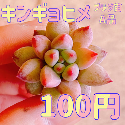 キンギョヒメ　A品　プラグ苗