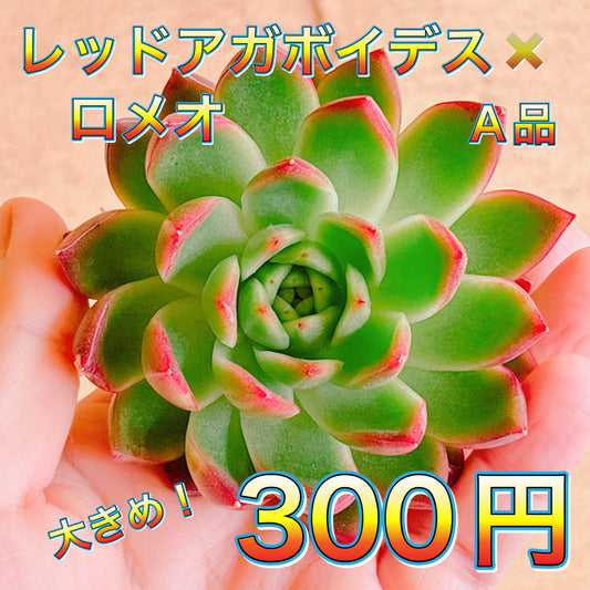 レッドアガボイデス×ロメオ　A品　カット苗