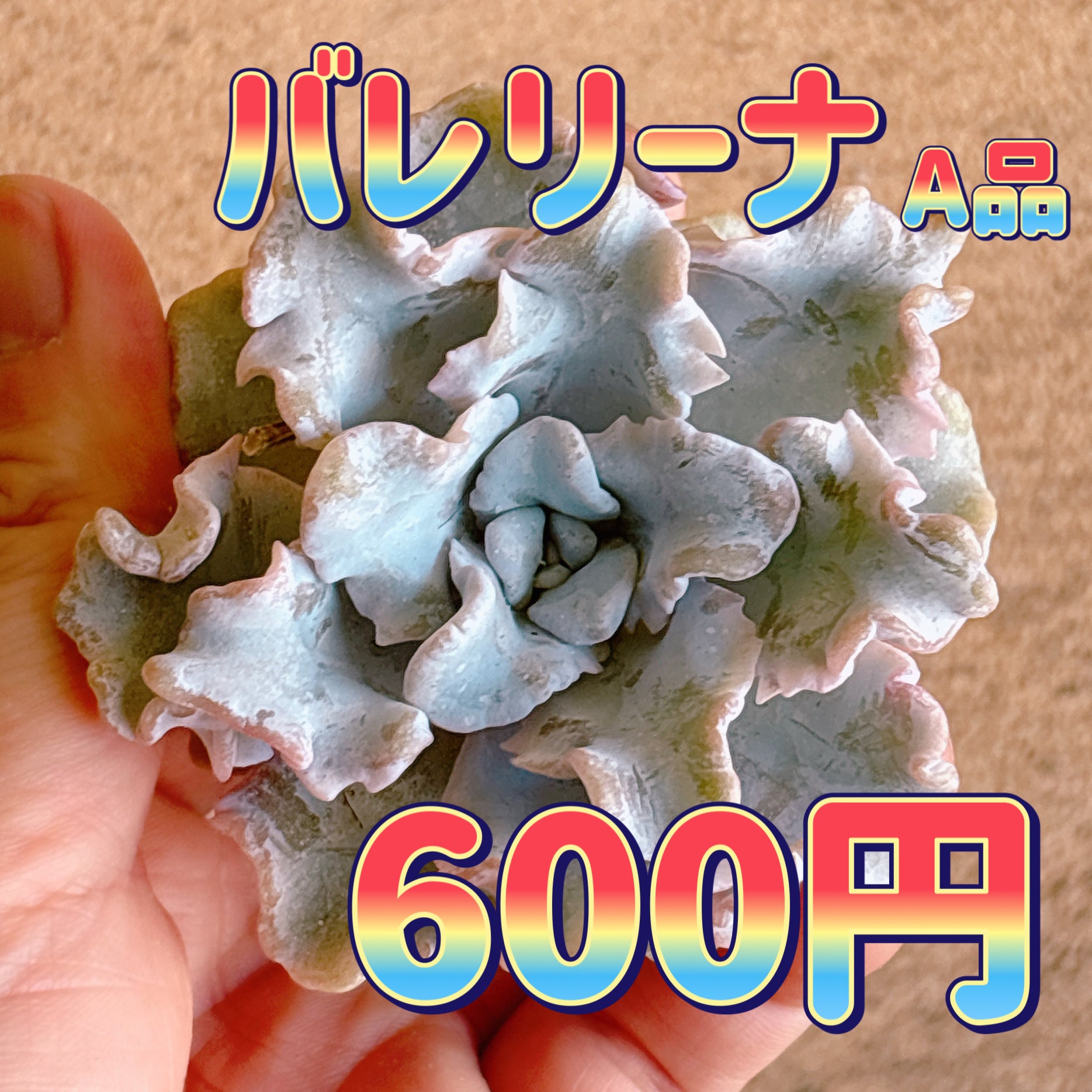 多肉植物の販売・通販サイト | Bull Succulent(ブルサキュレント)