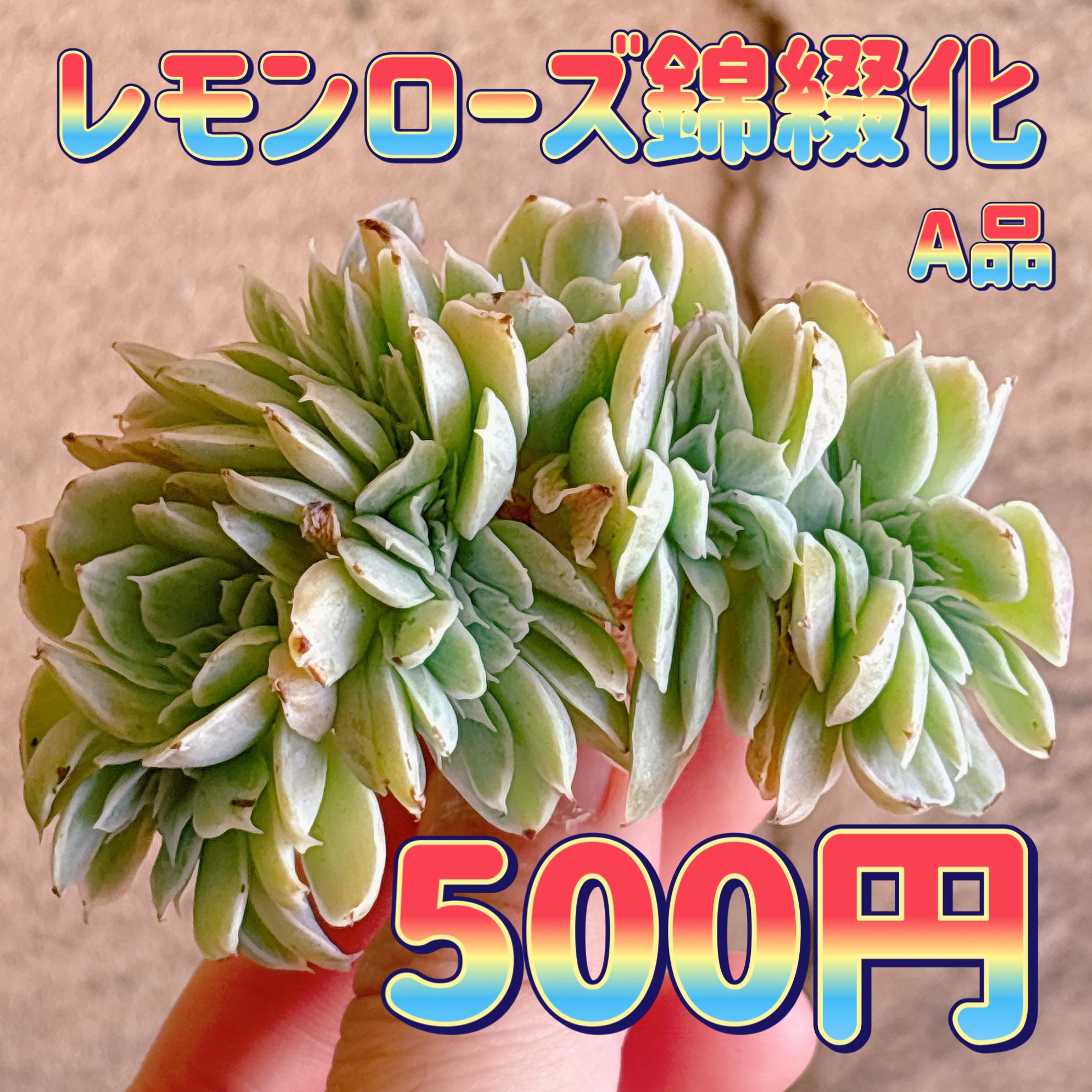 多肉植物の販売・通販サイト | Bull Succulent(ブルサキュレント)