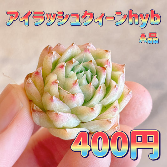アイラッシュクィーンhyb　A品　カット苗