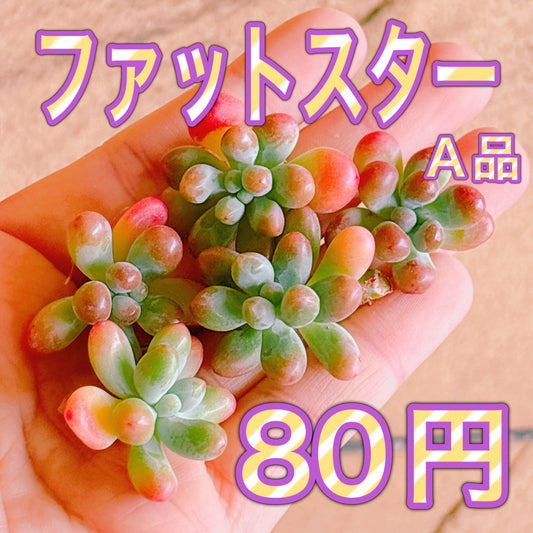 ファットスター　A品　カット苗