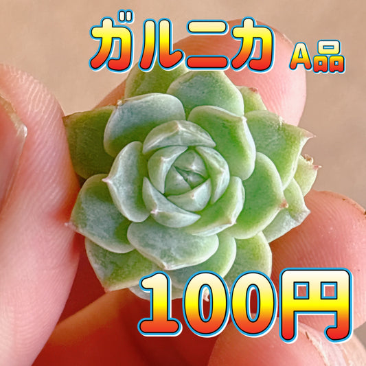 ガルニカ　A品　カット苗