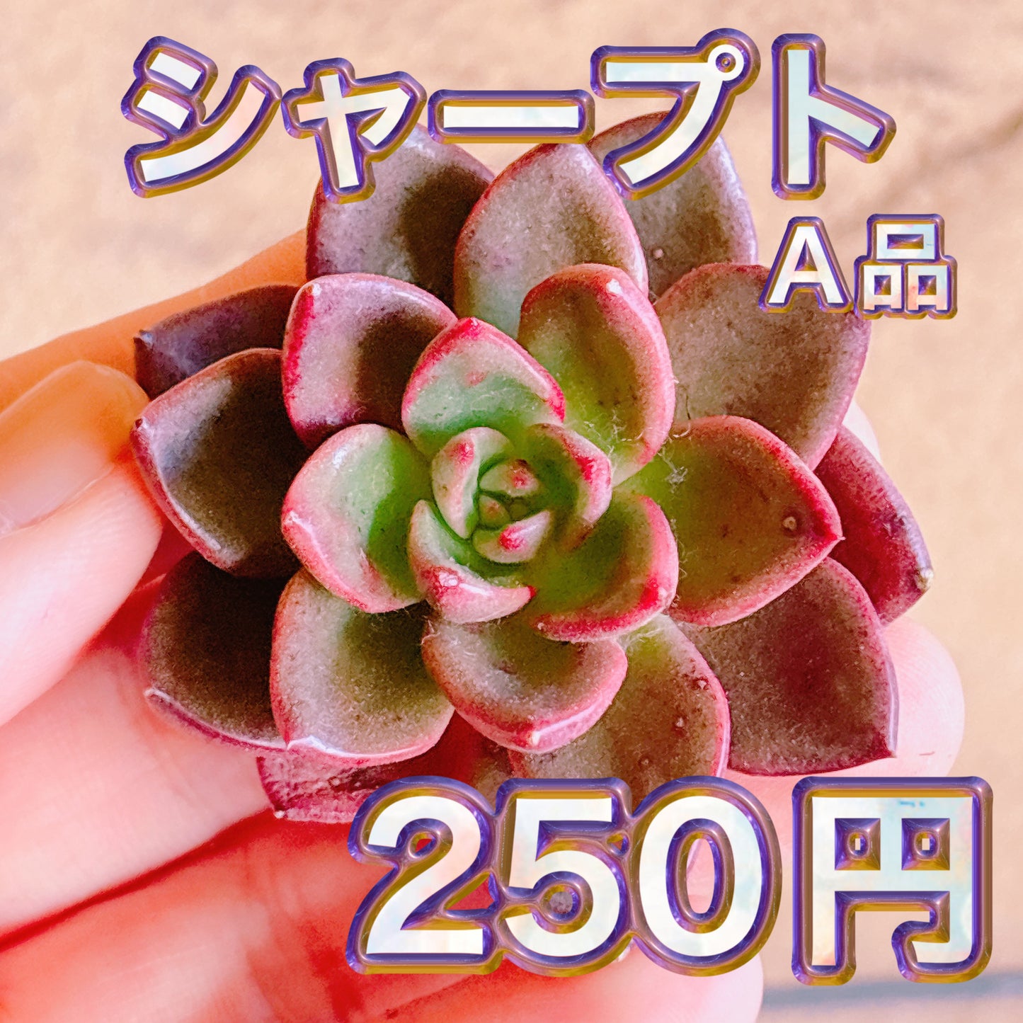 シャープト　A品　カット苗