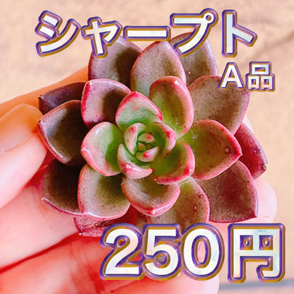 シャープト　A品　カット苗