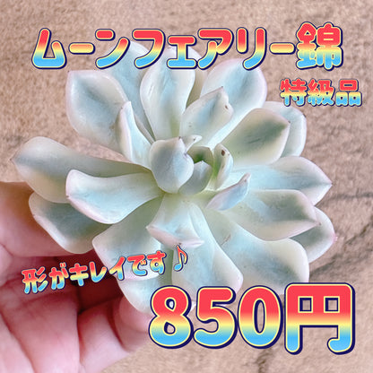 ムーンフェアリー錦　特級品　カット苗