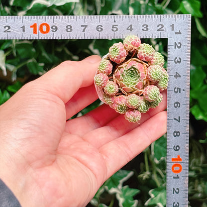 巻絹　A品　根付き苗