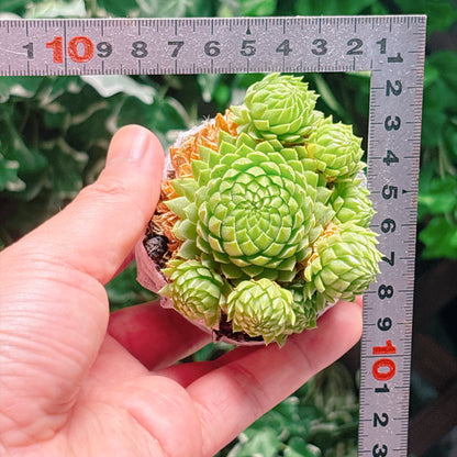 アレナリア　A品　根付き苗