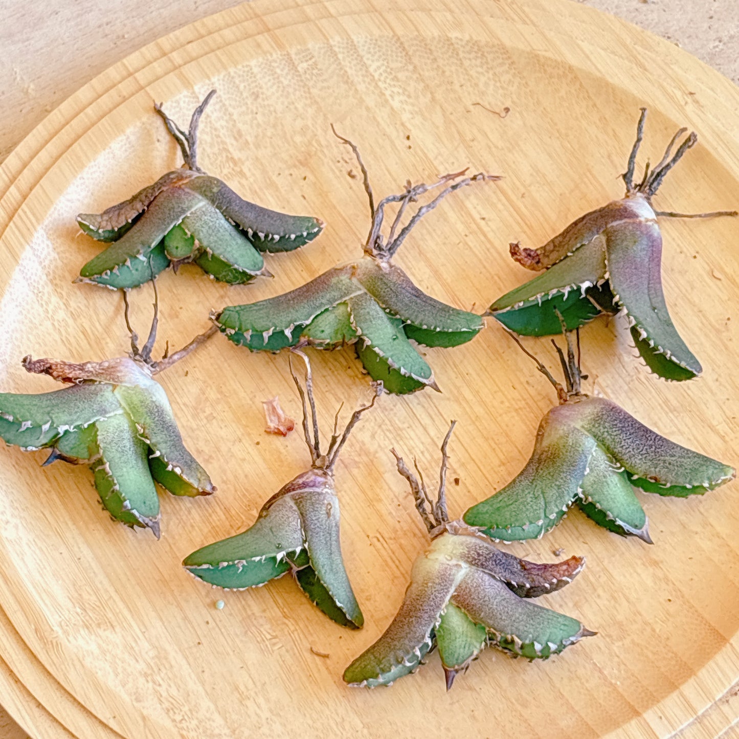 疣猪　A品　カット苗