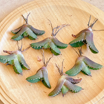 疣猪　A品　カット苗