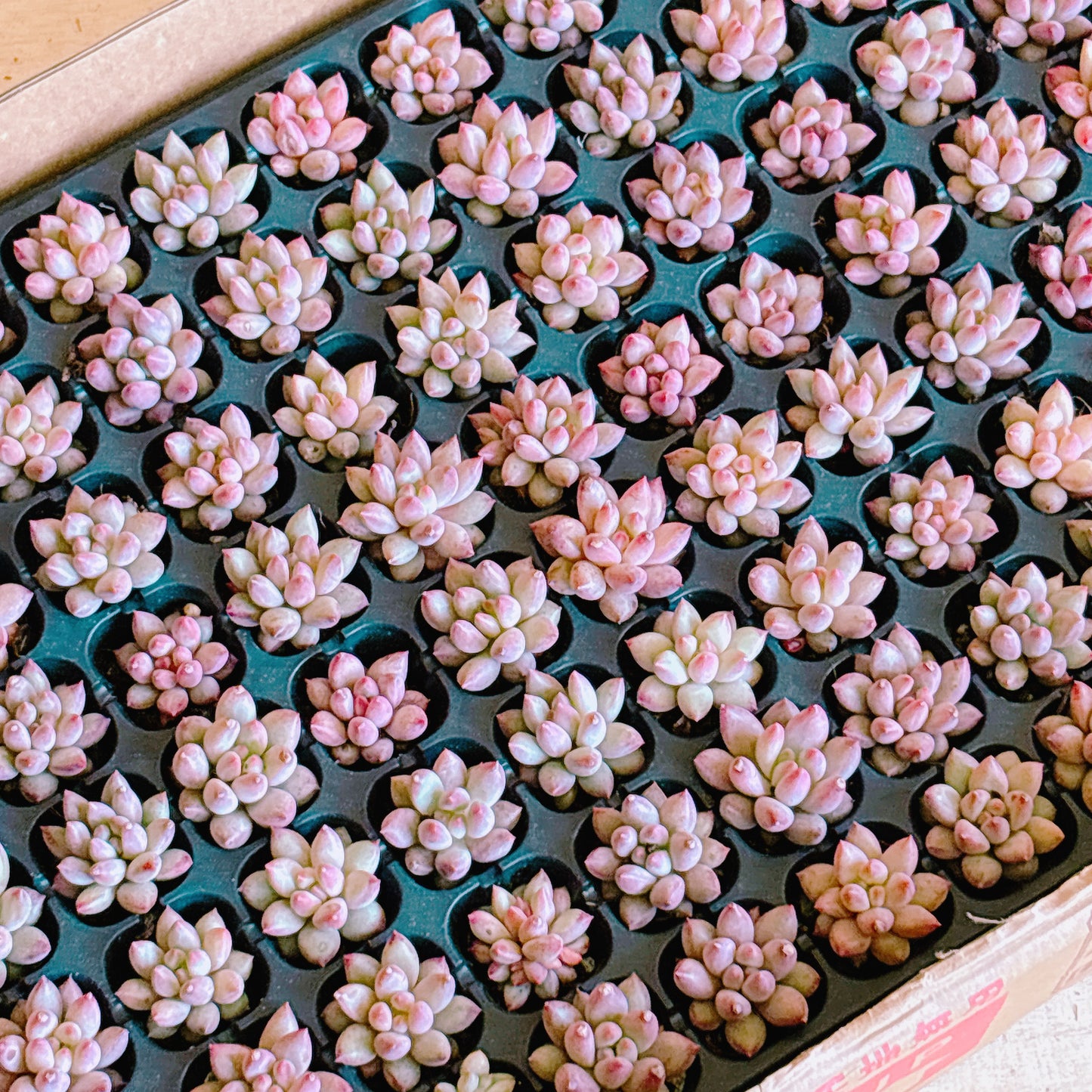 キンギョヒメ　A品　プラグ苗