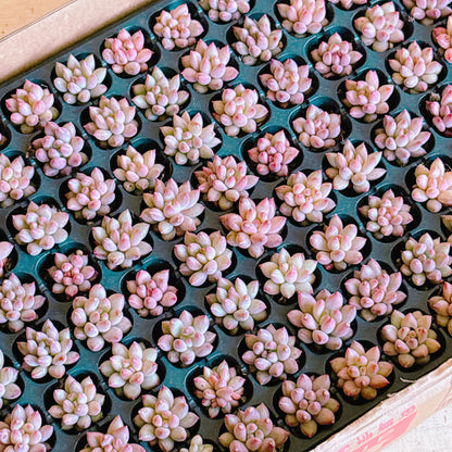 キンギョヒメ　A品　プラグ苗