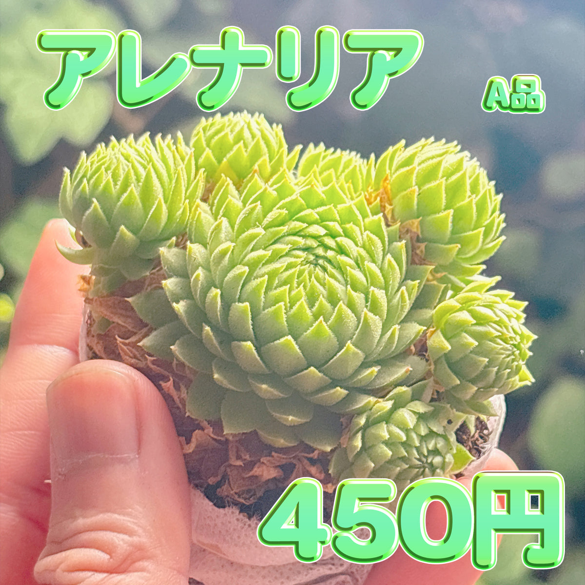 アレナリア　A品　根付き苗