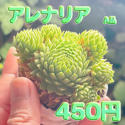 アレナリア　A品　根付き苗