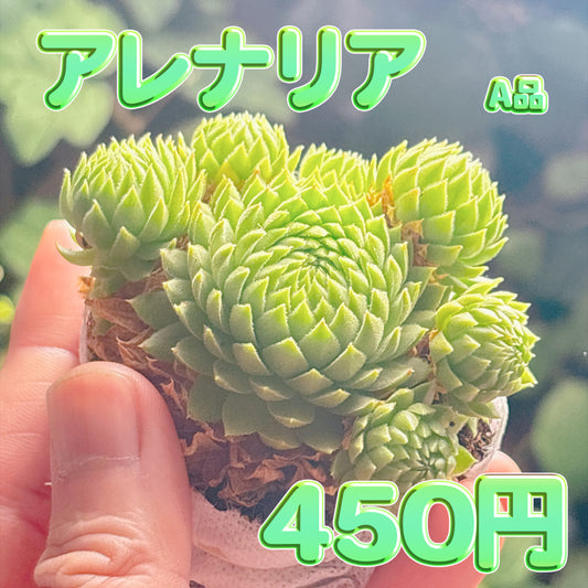 アレナリア　A品　根付き苗