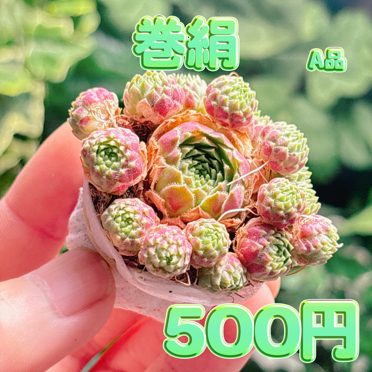 巻絹　A品　根付き苗